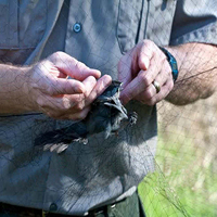 Vogelnetten van nylon, anti-vogelnet, beschermend, milieuvriendelijk, anti-vogelnetting voor gewassen, fruitbomen en bloemen.