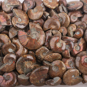 Venta al por mayor de fósiles de caracoles de cristal tallados, especímenes minerales para fines decorativos - Product Image 1