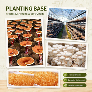 ผงสกัดเห็ดเอโนกิ INBOL เห็ดเข็มทอง โพลีแซ็กคาไรด์ 10% 30% - Product Image 4
