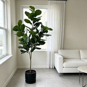 190cm Tall Fiddle-leaf fig – Eco-Friendly Plant for Wedding & Event Decoration - Product Image 6