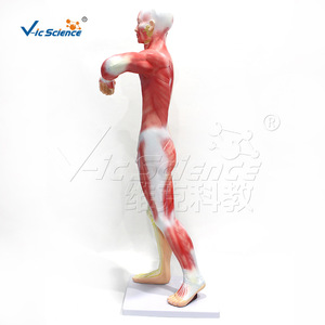 Estructura anatómica del sistema nervioso humano de cuerpo entero, del sistema nervioso central y periférico; modelo de enseñanza médica - Product Image 2