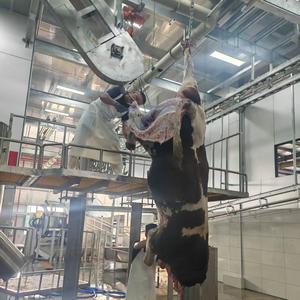 Línea de Sacrificio de Ganado Llave en Mano con Equipo Completo para Plantas de Procesamiento de Carne de Res - Product Image 1