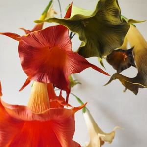 Nuovo arrivo 2 teste artificiale vero tocco PU <span class=keywords><strong>Datura</strong></span> Stramonium fiore per la tavola centrotavola decorazione di nozze - Product Image 5