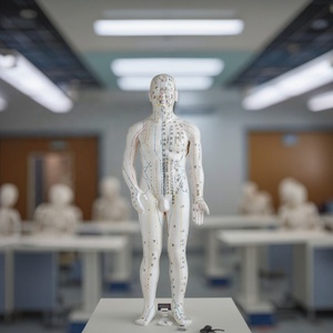 แบบจำลองเส้นลมปราณสำหรับ<span class=keywords><strong>สอน</strong></span><span class=keywords><strong>ภาษา</strong></span>อังกฤษ ขนาด 70 ซม. แบบจำลองร่างกายมนุษย์พร้อมจุดฝังเข็ม - Product Image 4