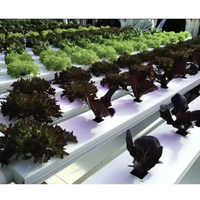 Systèmes de culture commerciaux : Canaux NFT en PVC pour l'agriculture hors-sol, équipement de tuyauterie hydroponique, canal NFT
