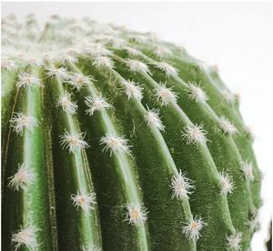 Plante Artificielle <span class=keywords><strong>D</strong></span>écorative en Plastique, Étiquette Personnalisée, Petits Clôtures, Treillis, Portails, <span class=keywords><strong>Cactus</strong></span> Artificiels - Product Image 5