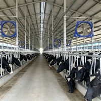 Estribo Económico para Vacas de Pequeñas y Medianas Granjas Lecheras, Equipo de Alimentación de Bajo Costo
