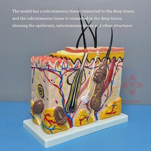 Modèles anatomiques agrandis HC-S264, modèle de peau humaine, modèle d'agrandissement de la peau de taille moyenne - Product Image 5