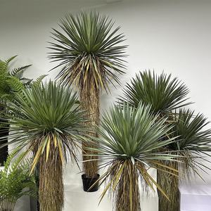 Nuevo espantapájaros de árbol de sangre de dragón Artificial, planta verde de <span class=keywords><strong>Agave</strong></span> en maceta para decoración de oficina en casa, Hotel, jardín, restaurante, paisaje - Product Image 3