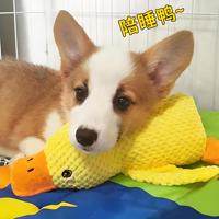 Jouet pour chien en peluche canard jaune, écologique, imperméable, résistant aux morsures, avec son couinement, saveur poulet, en fibre de polyester pour le sommeil et le jeu