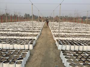 ถุงเพาะต้นไม้พลาสติก LDPE สีขาว1-30แกลลอน<span class=keywords><strong>กระถาง</strong></span>ปลูก<span class=keywords><strong>ต้น</strong></span>ไม้ระบายอากาศได้ดีทนทาน - Product Image 6