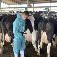 Porc bovin vétérinaire ultrasons chien ecografo équipement médical pour animaux de compagnie vétérinaire Scanner à ultrasons sans fil machine sonde