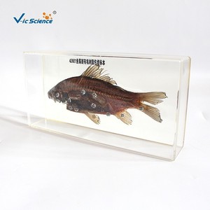 Instruments pédagogiques pour la mise en œuvre du programme scolaire : spécimens de dissection de poissons encastrés dans une résine organique; Nouvelle technique d'encastrage dans une résine organique. - Product Image 1