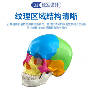Modèle de crâne coloré, modèle de crâne pour l'enseignement en clinique dentaire avec 22 pièces détachables, modèle de crâne démontable. - Product Image 3