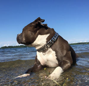 32mm de acero inoxidable Rottweiler <span class=keywords><strong>Pitbull</strong></span> Collar 18K chapado en oro logotipo personalizado fuerte duradero <span class=keywords><strong>Bully</strong></span> cadena cubana para perros grandes enjoyados - Product Image 2