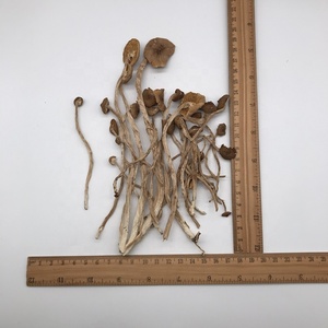 12009 Cha Shu Gu Good Quality Tea Tree <strong>Mushroom</strong> Dried Agrocybe Cylindracea