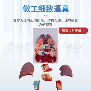 Modelo natural de garganta humana grande, corazón, pulmones y glándula tiroidea para la enseñanza del sistema respiratorio y de los órganos internos. - Product Image 2