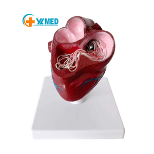 Modelo de Anatomía Visceral Animal Yulin YL2-70003 para la Enseñanza de Patologías Viscerales en Perros, Modelo de Corazón con <span class=keywords><strong>Dirofilaria</strong></span> Immitis - Product Image 1