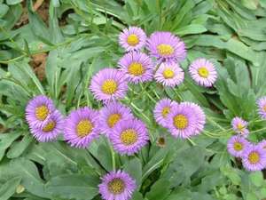Erigeron breviscapus ผง98% สกัดจาก breviscapin - Product Image 2