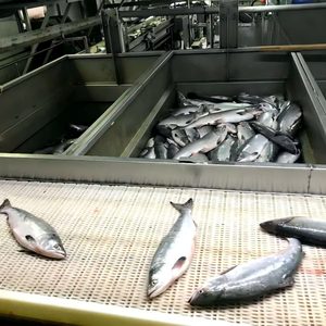 Peixe Congelado Premium 100% Natural do Alasca, Alto Teor de Proteína, Baixo Teor de Gordura, Salmão Rosa com Pele, Sem Químicos, 10*2lb para Exportação - Product Image 5