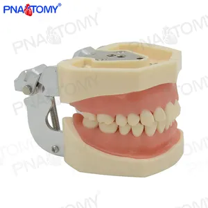 PNT-OR01 生命大小人体牙齿模型牙科检查模型与可移动的牙齿