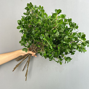 Pianta Artificiale Durevole in PU Effetto Reale, Foglie Verdi Milan, per Decorazioni Domestiche, Natale e Halloween, Altezza 58 cm - Product Image 3