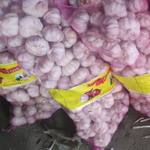 2025, la cantidad al por mayor más vendida, suministro de verduras, <span class=keywords><strong>ajo</strong></span> rojo fresco nutritivo natural del fabricante de origen egipcio - Product Image 5