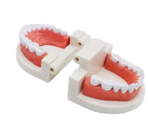 Modelo Dental de plástico estándar médico de dientes modelo de enseñanza Dental modelo de dientes para niños y educación escolar que muestra - Product Image 2
