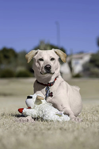 Simpatico giocattolo stridulo per <span class=keywords><strong>cani</strong></span> peluche peluche di <span class=keywords><strong>agnello</strong></span> - Product Image 5