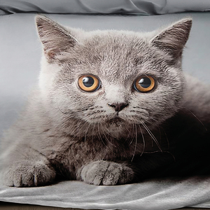 Juego de Sábanas de 3 Piezas con Funda Nórdica y Funda de Almohada, Diseño Animal Lavable y Ecológico, Impresión Digital 3D de Gato, Envío Inmediato desde Europa - Product Image 3