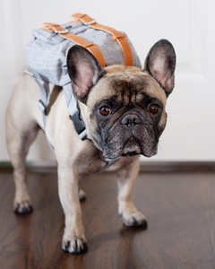 Cute Pet <b>Backpack</b> <b>Large</b>-capacity Dog Snack Bag Puppy Portable School Bags Convenient for Small Medium Dogs - Product Image 6