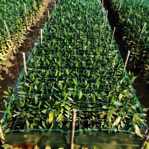 Filet de soutien <span class=keywords><strong>pour</strong></span> la croissance des plantes en serre, idéal <span class=keywords><strong>pour</strong></span> les vergers de cerises, raisins et fraises - Product Image 5