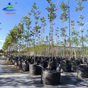 10 15 20 30แกลลอนมะเขือเทศพลาสติก LDPE <span class=keywords><strong>ปลูก</strong></span>ในถุงผ้าใบ<span class=keywords><strong>ปลูก</strong></span> - Product Image 1