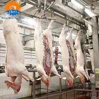 Projet clé en main d'abattoir pour l'abattage de porcs, machines de transformation de la viande, ligne d'abattage de porcs de haute qualité, certifiée CE
