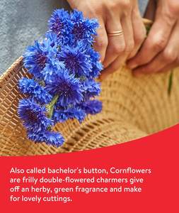 بوربي غير غمو-مزيج بذور الزهور البرية 18 نوعا للطيور الطنانة والفراشات والملقحات يغطي أواني الزهور المزارعون - Product Image 3