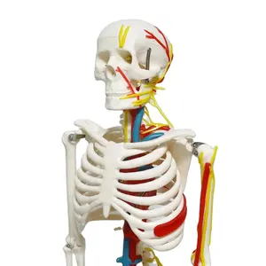 FRT013 85cm Heart Blood Vessel And Nerve Model Laboratory Research Human Skeleton Model For Medical Student Study Skeleton Model