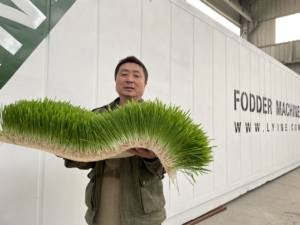 Container loại lúa mạch mầm phát triển hệ thống thủy canh thức ăn gia súc giải pháp cho trang trại giá - Product Image 3