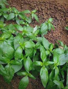 Fábrica GMP QY Herb Wholesales, Extracto de Andrographis <span class=keywords><strong>Paniculata</strong></span> en Polvo de Alta Calidad a Buen <span class=keywords><strong>Precio</strong></span> - Product Image 3