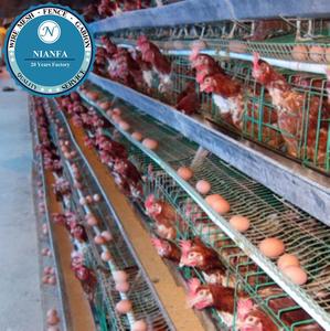 Jaula para Aves de Corral de 10000 Gallinas, Técnica de Malla Soldada, Pantalla Curvada Directamente, Fábrica de Guangzhou, Mercado de Ghana - Product Image 5