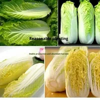 Graines de chou de la reine des saisons, à croissance rapide et à haut rendement, origine Hunan, pour semis