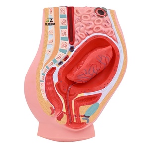 Modelo de Separación Placentaria, Sistema Reproductivo Femenino, Útero, Ovario, Anatomía Pélvica, Modelo de Enseñanza, Material PVC - Product Image 1