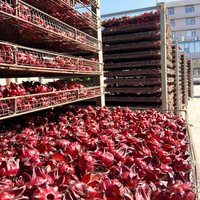 Boîte de fleurs séchées naturelles sans soufre de roselle et d'hibiscus 10kg, thé fleuri en gros, fleurs entières expédiées de Xinyouju Guangxi
