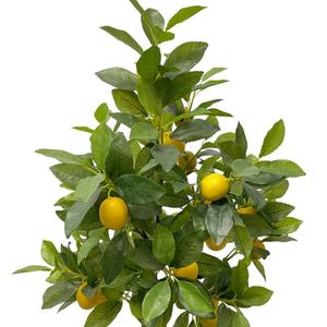 Collection de décorations de jardin modernes personnalisées de verdure tropicale résistante aux UV haute usine de citronniers artificiels vivants en gros - Product Image 5