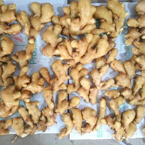 Pemasok Menyediakan Produk Jahe Segar Organik yang Laris Manis - Product Image 3