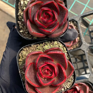 Succulentas Variadas, Mezcla de Variedades, Fáciles de Cuidar en Interiores y Exteriores, para Decoración del Hogar y Jardín, Crassulaceae - Product Image 1