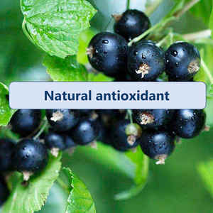 Suplementos de hierbas OEM Vitamina C y Zinc Cápsula de extracto de saúco negro Cápsulas de saúco - Product Image 4