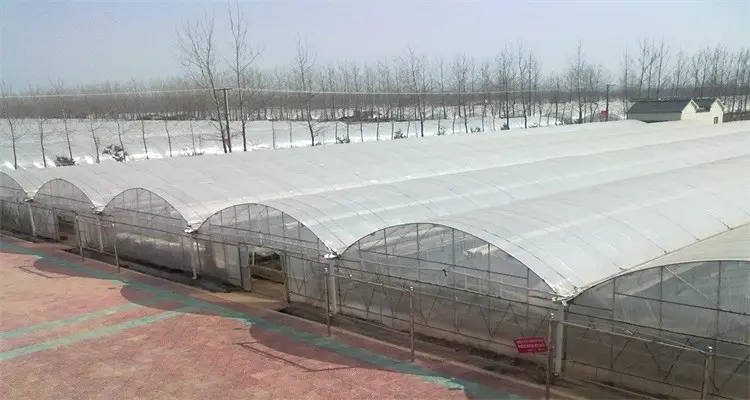 Galvanized Steel Frame Agricultural Vegetable Single Span PE Film Green House Low Cost Tunnel Greenhouse For Tomato