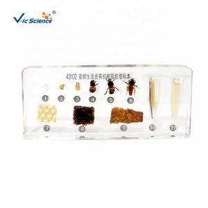 Spécimen de résine spécimens matériels de résine transparente élevée <span class=keywords><strong>histoire</strong></span> de la vie spécimens incorporés d'abeilles - Product Image 1