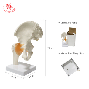 Modelo <span class=keywords><strong>de</strong></span> articulación <span class=keywords><strong>de</strong></span> cadera <span class=keywords><strong>de</strong></span> tamaño natural funcional clásico científico FRT028 articulados con ligamentos flexibles ligamentos <span class=keywords><strong>de</strong></span> hueso <span class=keywords><strong>de</strong></span> cadera - Product Image 4