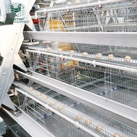 Cage à poules pondeuses automatique de type A moderne avec système de collecte des œufs pour 15 000 oiseaux, grande ferme avicole